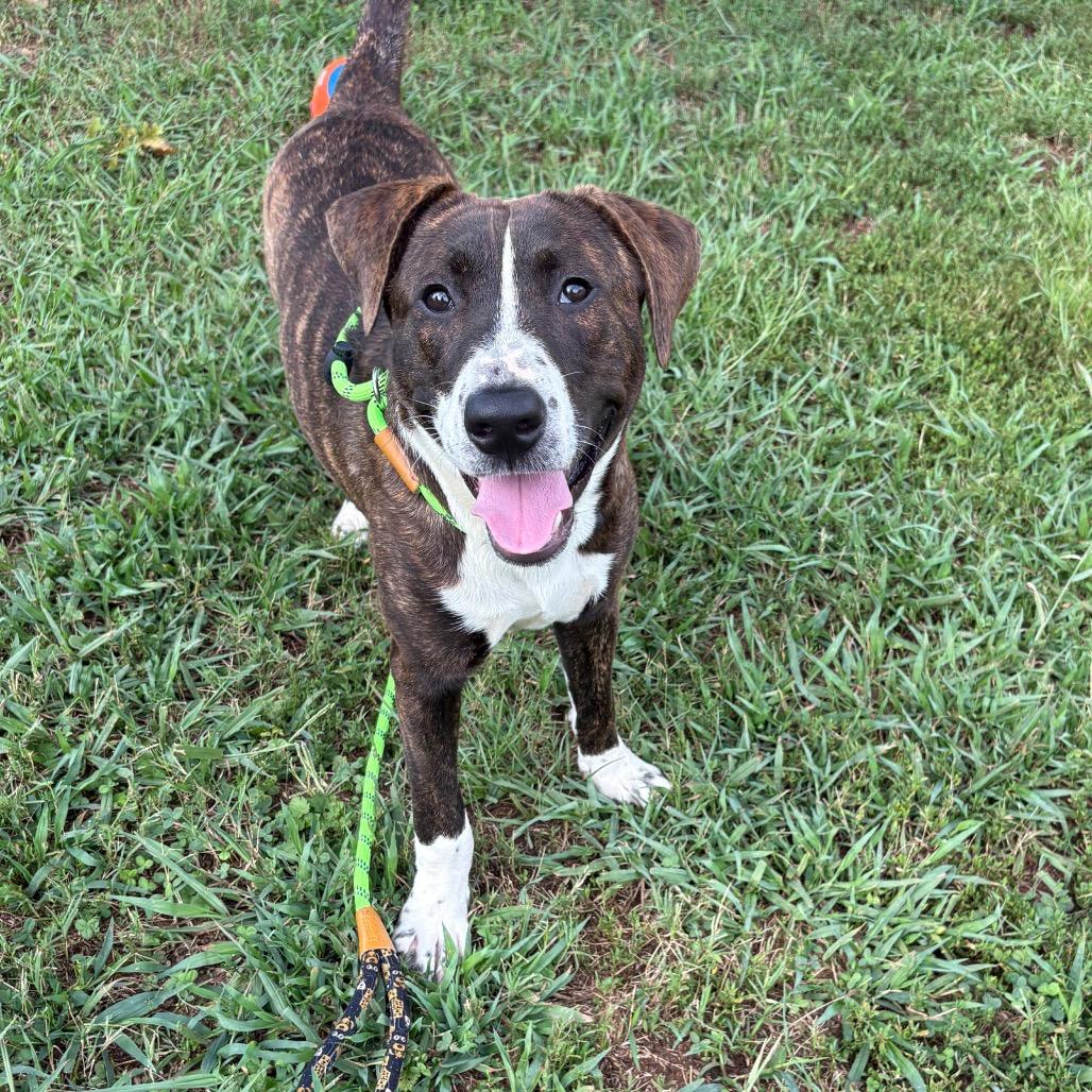 Elbert, a Adoptable American Staffordshire Terrier in Greenville, SC image 2/3