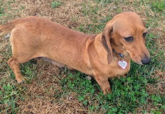 Glenna in MI, a ADOPTABLE Dachshund in Lansing, MI image 1/5