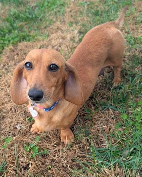 Glenna in MI, a ADOPTABLE Dachshund in Lansing, MI image 2/5