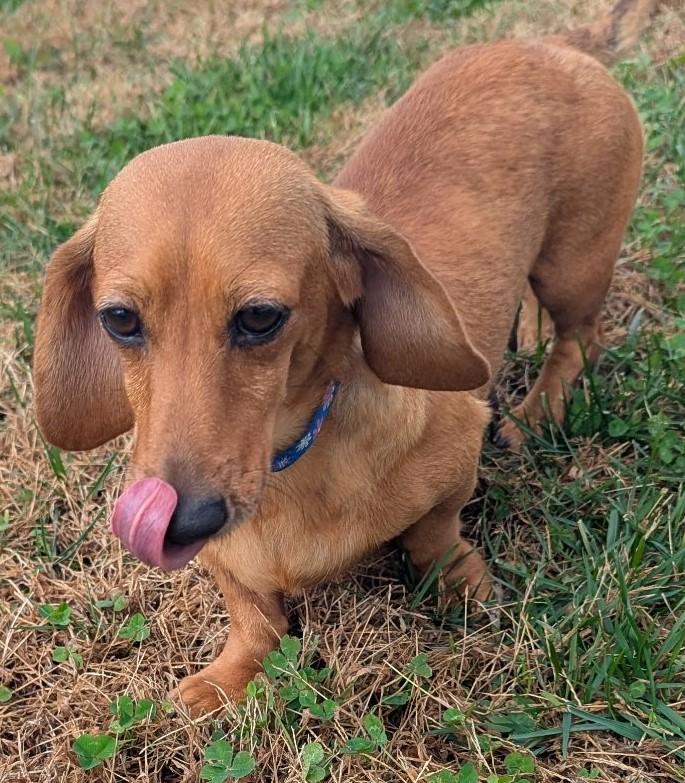 Glenna in MI, a ADOPTABLE Dachshund in Lansing, MI image 4/5