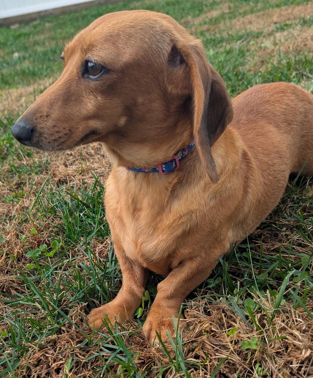 Glenna in MI, a ADOPTABLE Dachshund in Lansing, MI image 5/5