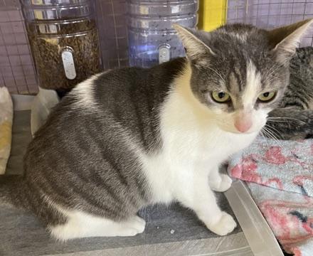 Snow White-Portofino PetSmart photo 2