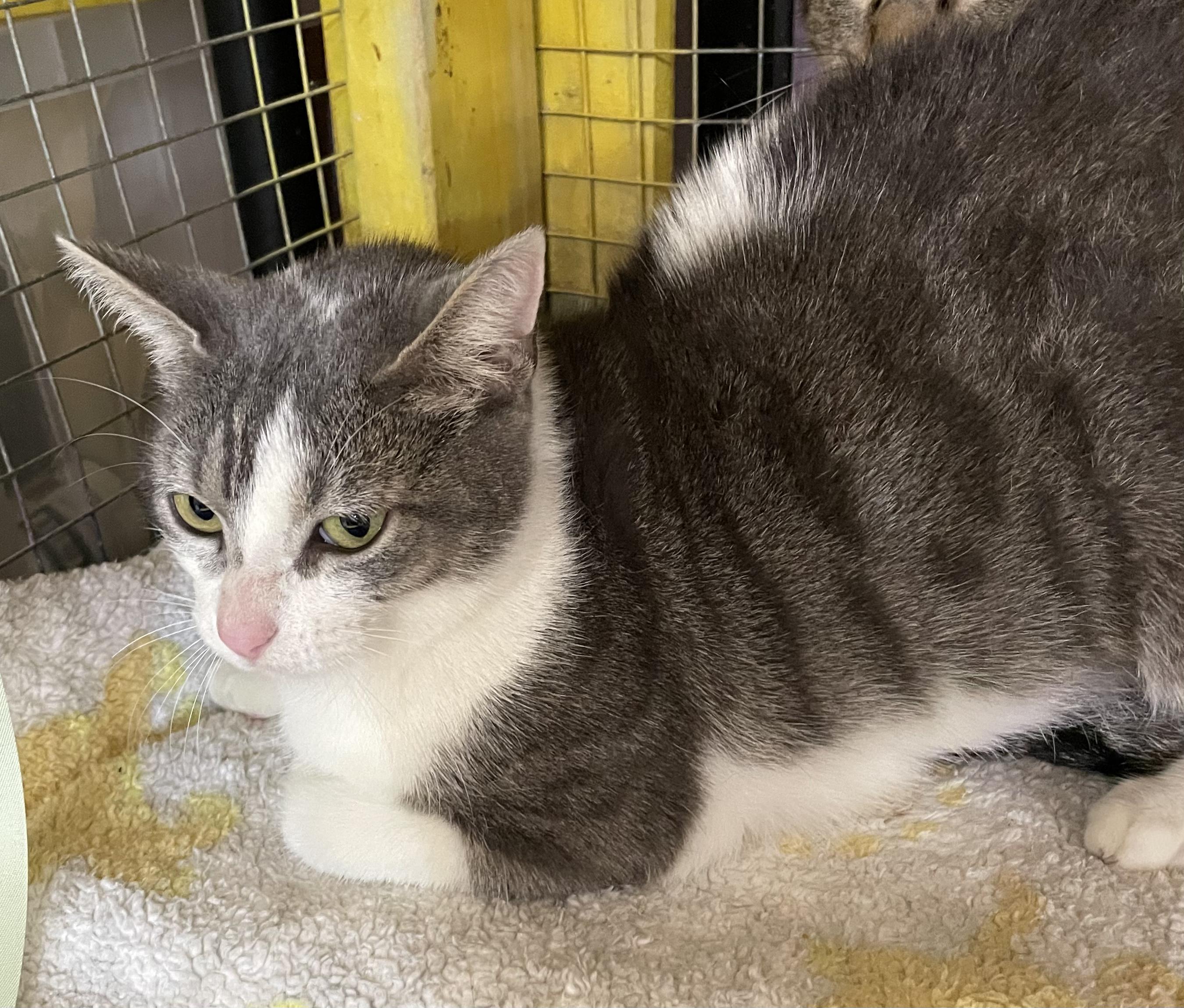 Snow White-Portofino PetSmart