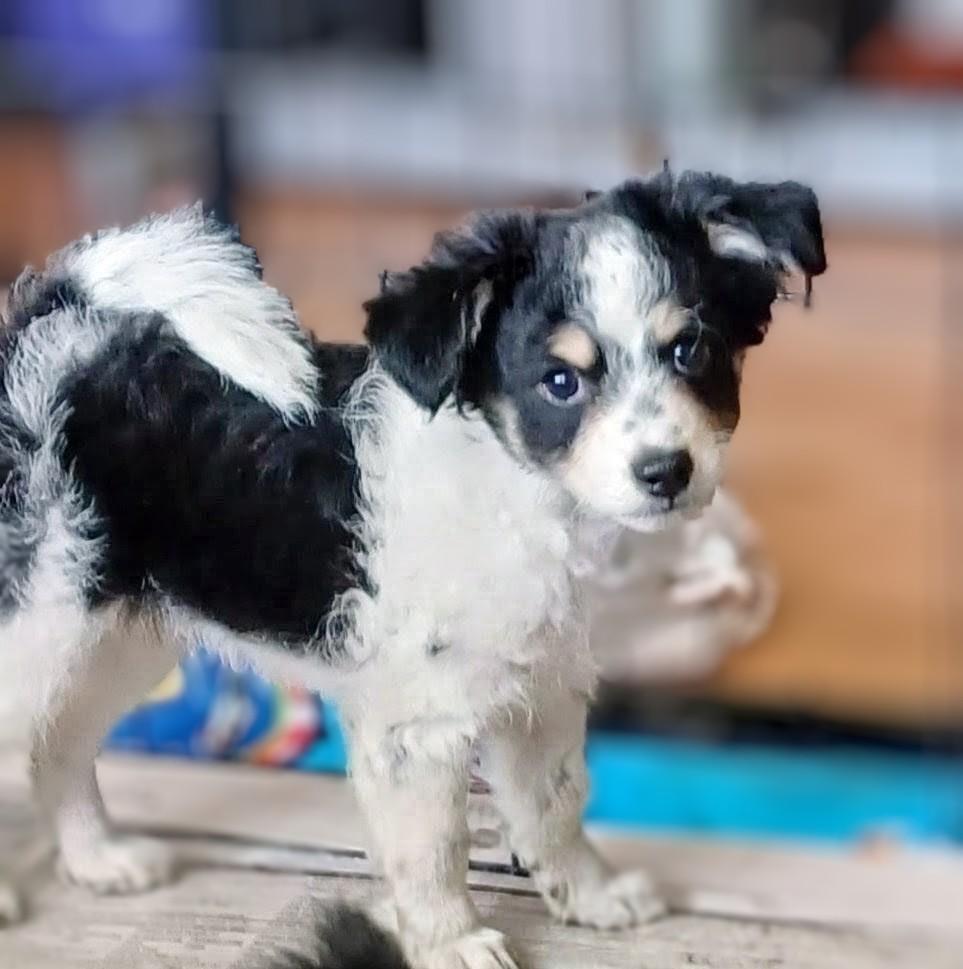 Zipper, adopted, Puppy Male Pomeranian & Mixed Breed.