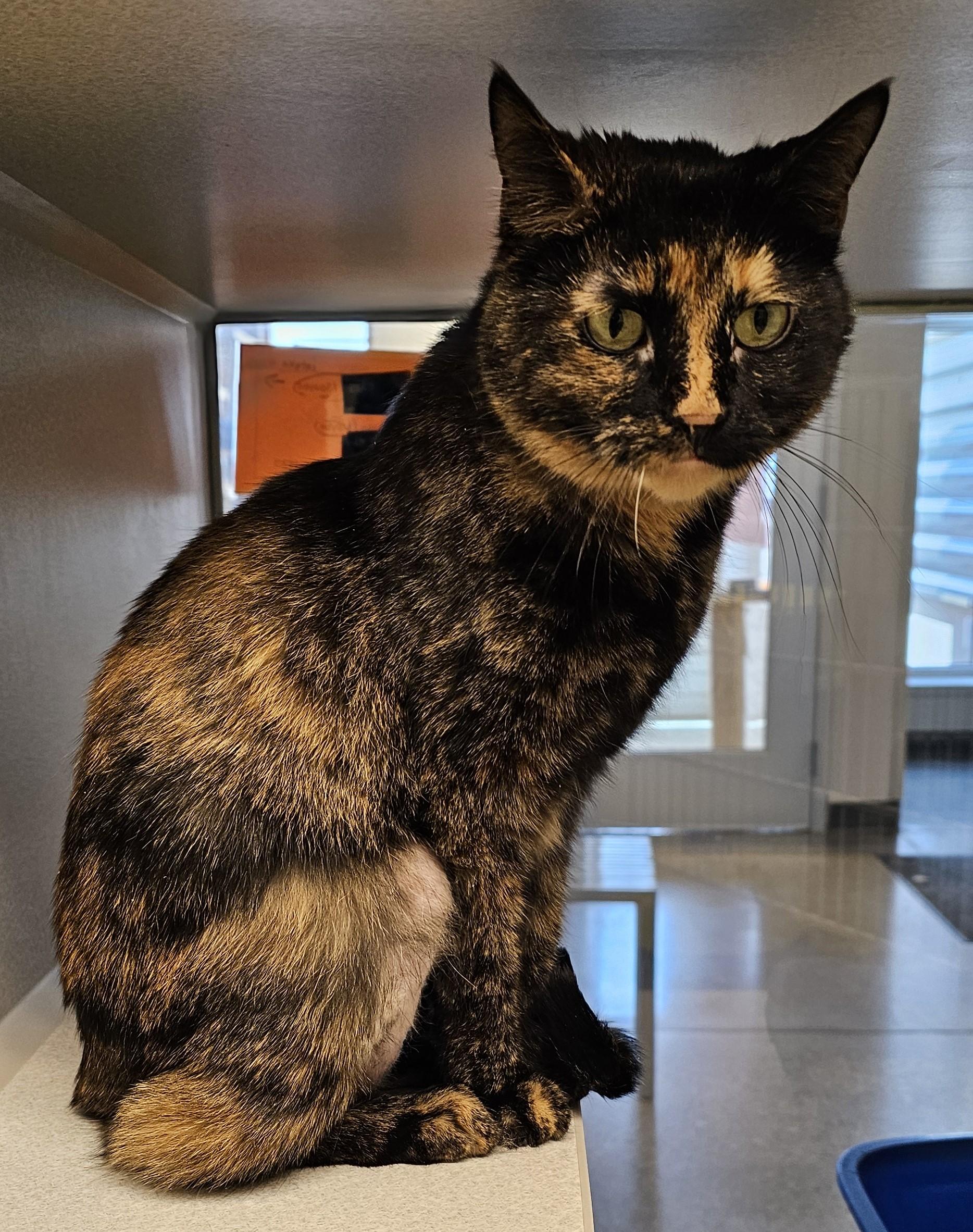 Lenna, an adopted Domestic Short Hair in Cedar Rapids, IA image 2/4