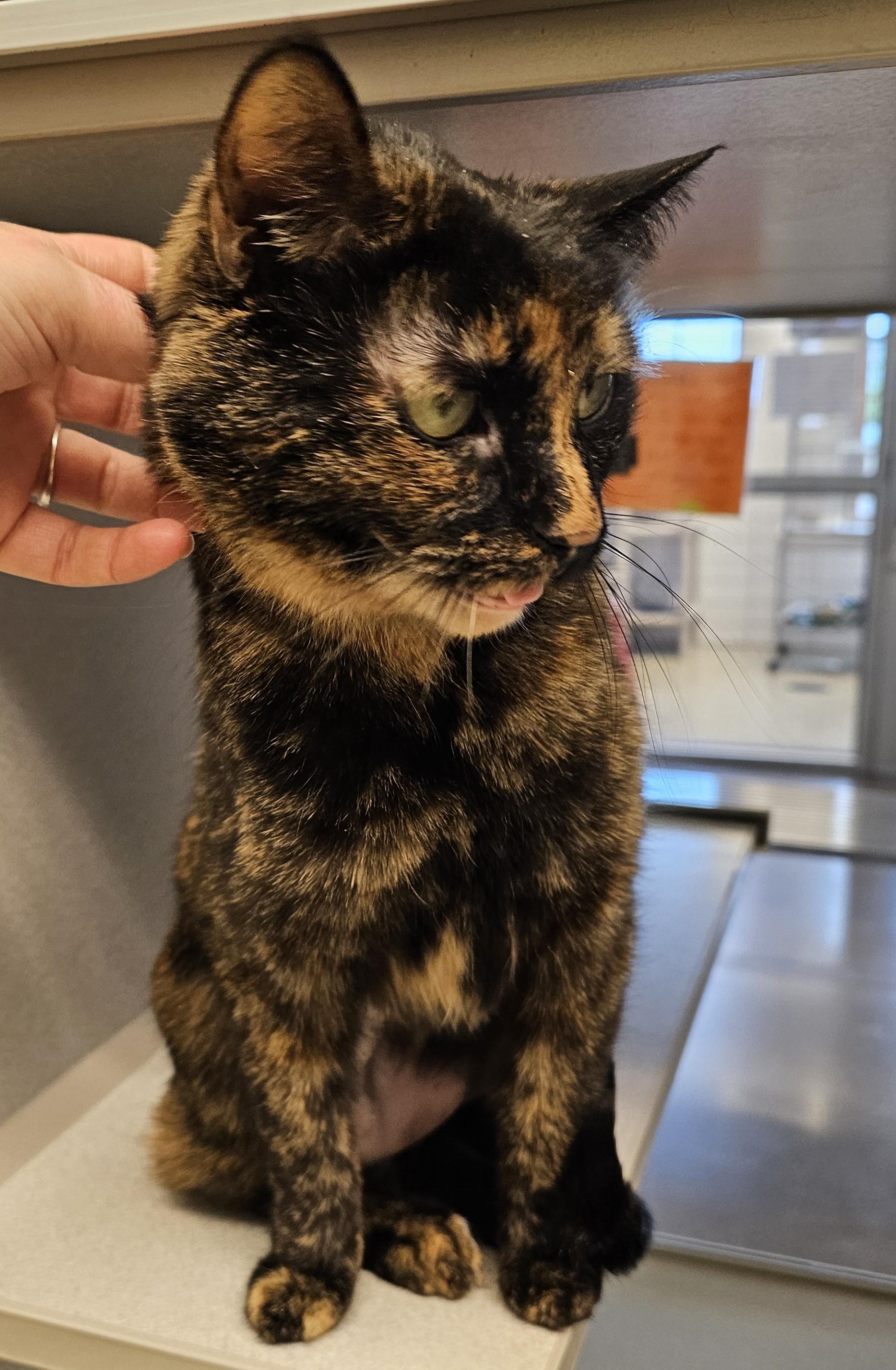Lenna, an adopted Domestic Short Hair in Cedar Rapids, IA image 4/4