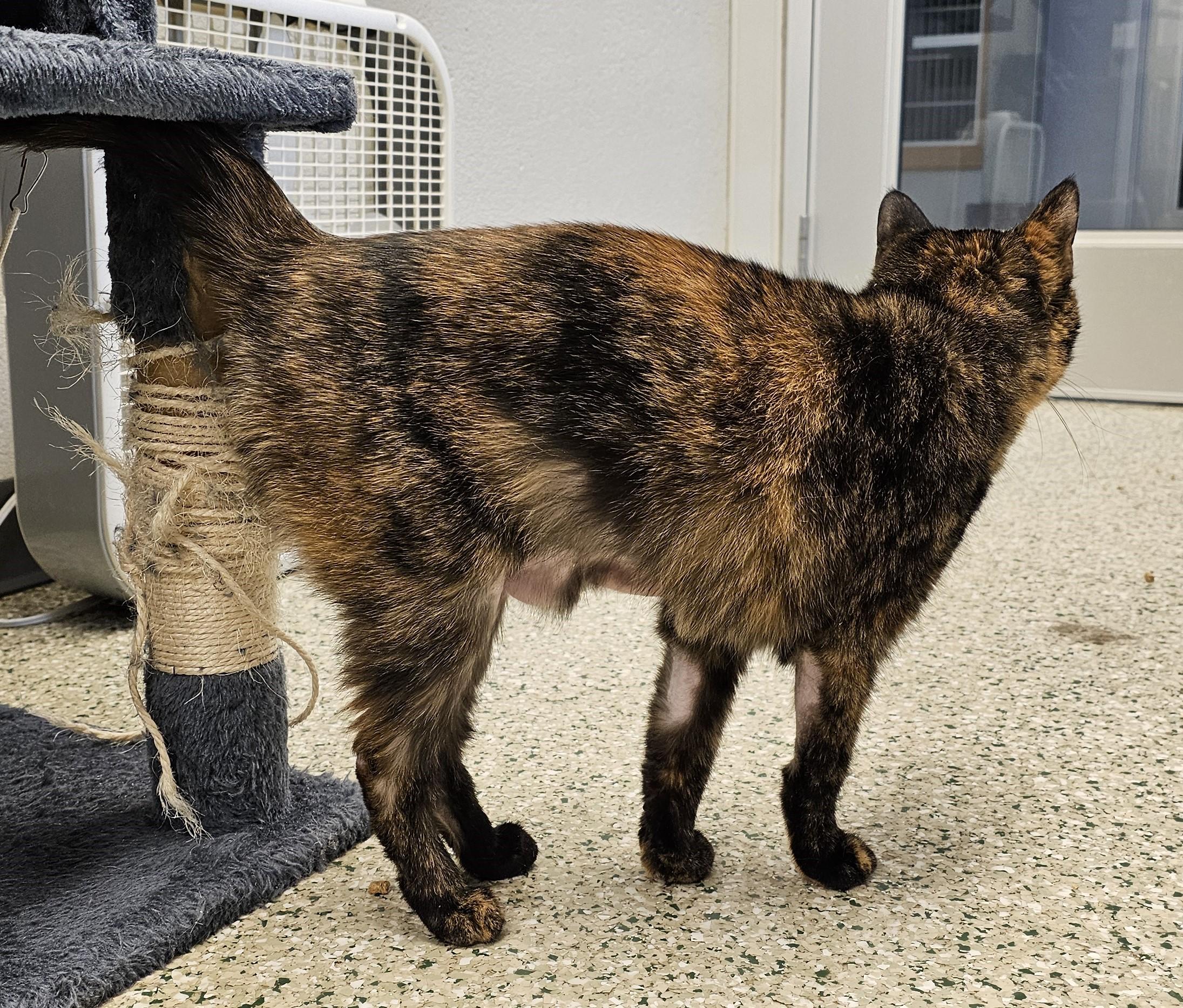 Lenna, an adopted Domestic Short Hair in Cedar Rapids, IA image 3/4