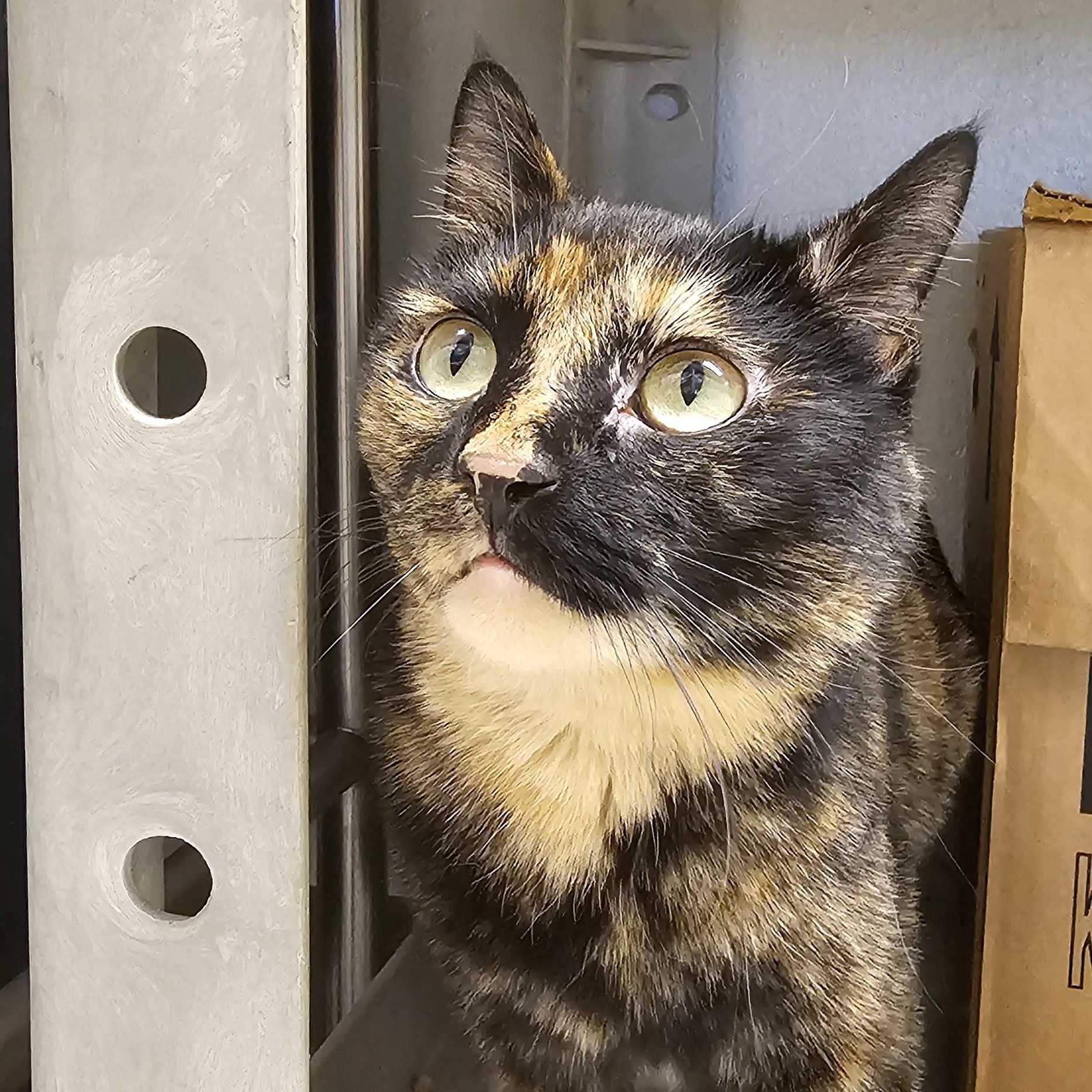 Lenna, adopted, Adult Female Domestic Short Hair.