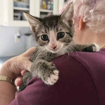 Franky, Adopted, Kitten Male Domestic Short Hair.