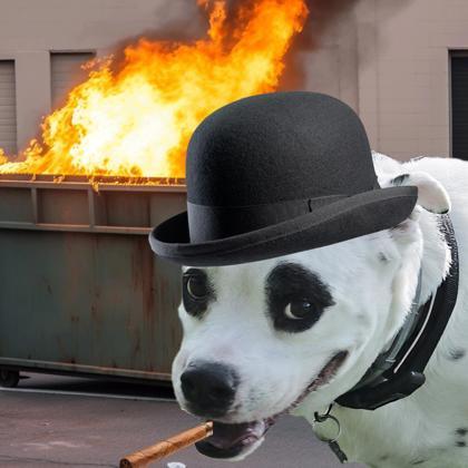 Enlarge Jack, a Adoptable mixed breed in Dahlonega, GA image 1/3