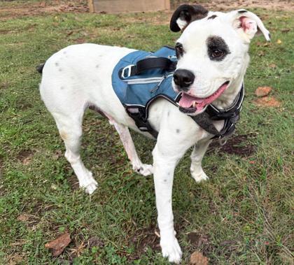 Jack, Adoptable, Senior Male American Bulldog & Mixed Breed.