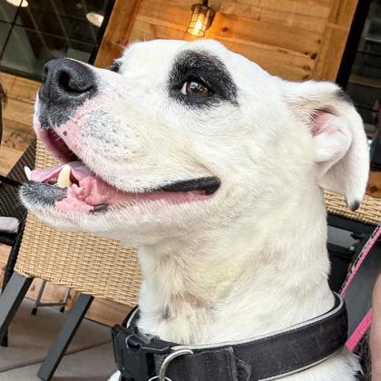 Enlarge Jack, a Adoptable mixed breed in Dahlonega, GA image 3/3