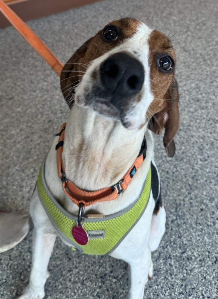 Enlarge Gigi, a Adoptable mixed breed in Greenbelt, MD image 1/6