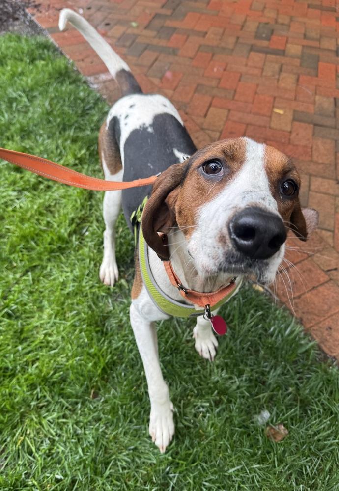 Gigi, Adoptable, Young Female Hound.