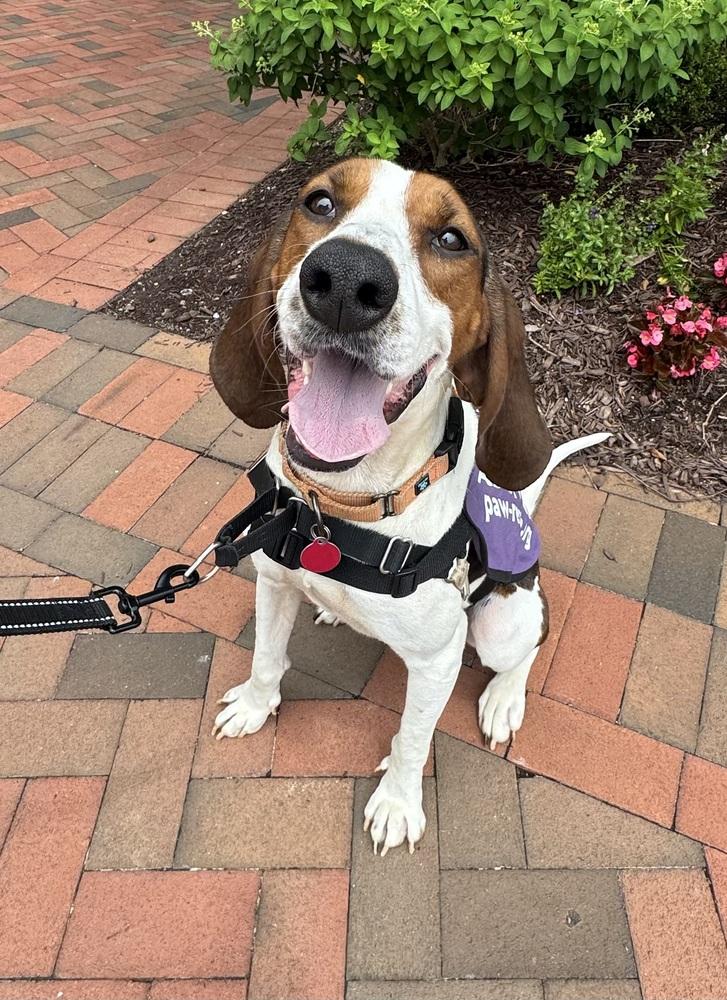Gigi, a Adoptable mixed breed in Greenbelt, MD image 2/6