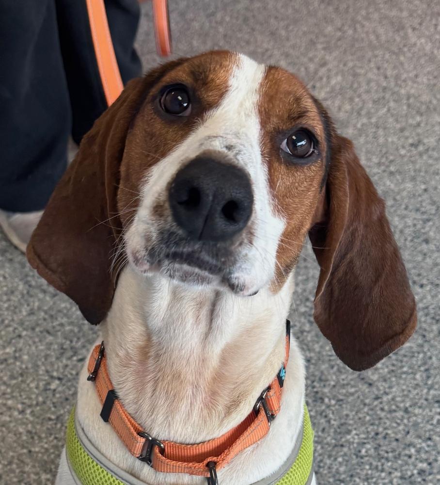 Enlarge Gigi, a Adoptable mixed breed in Greenbelt, MD image 4/6
