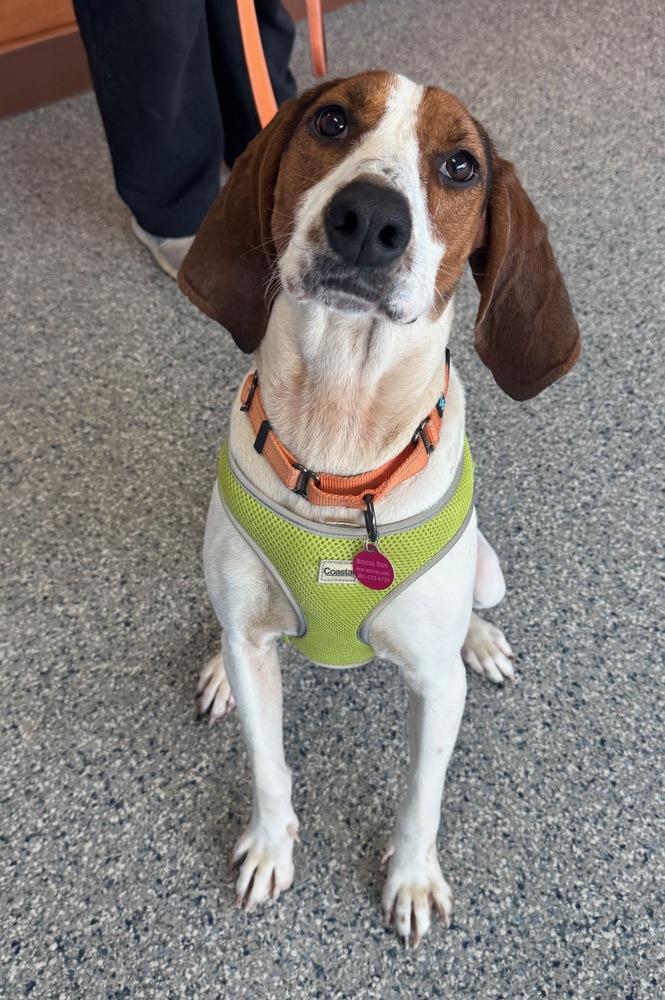 Enlarge Gigi, a Adoptable mixed breed in Greenbelt, MD image 6/6