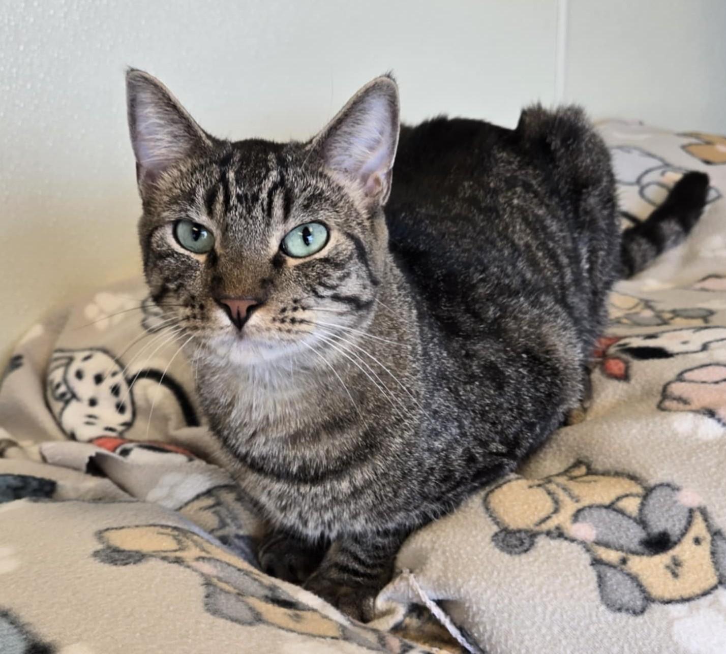 Curly, an adoptable Domestic Short Hair in Larned, KS, 67550 | Photo Image 3