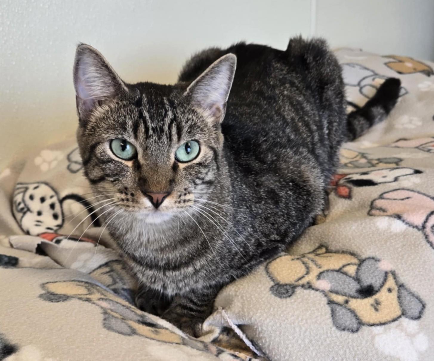 Curly, an adoptable Domestic Short Hair in Larned, KS, 67550 | Photo Image 4