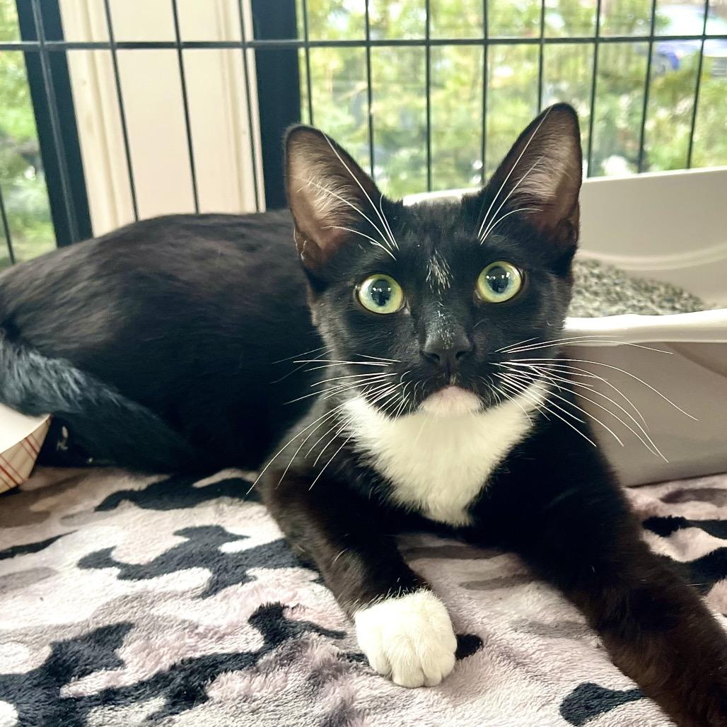 Vanessa — thumbnail 2