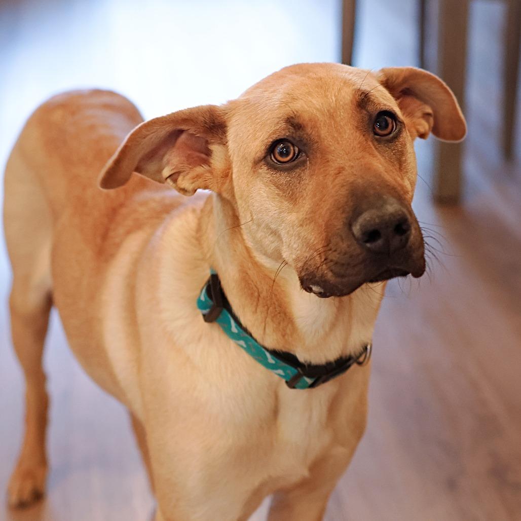 Dory, Adoptable, Adult Female Retriever & Mixed Breed.