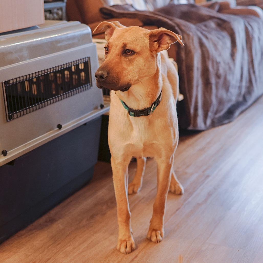 Dory, a Adoptable mixed breed in Calgary, AB image 2/6