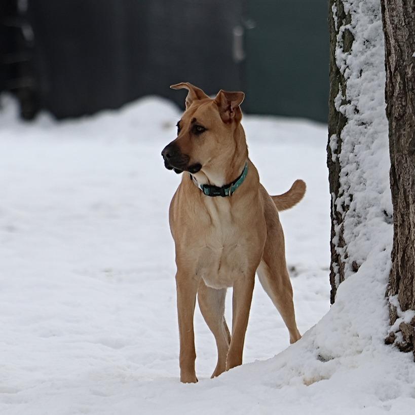 Dory, a Adoptable mixed breed in Calgary, AB image 3/6