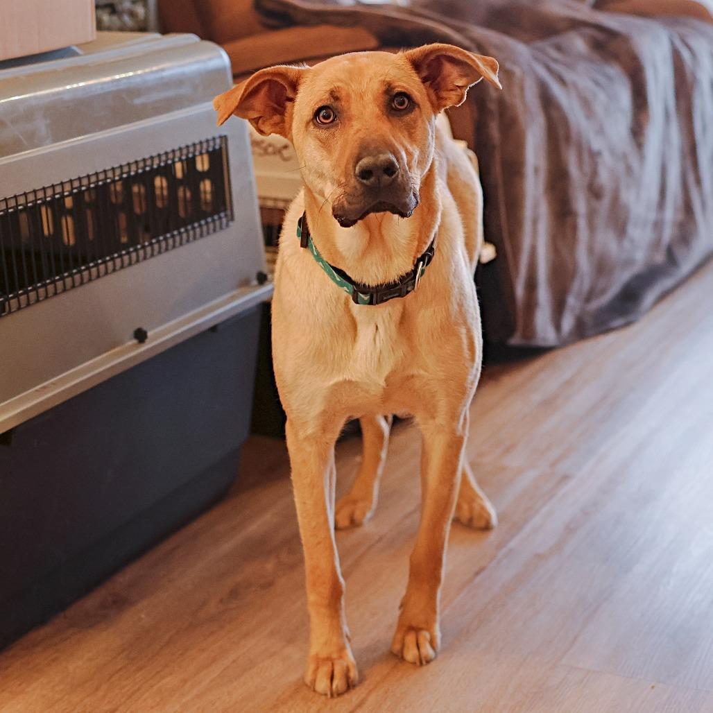 Dory, a Adoptable mixed breed in Calgary, AB image 4/6