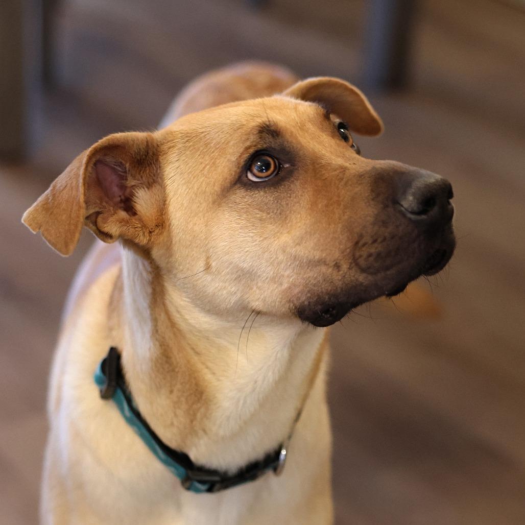 Dory, a Adoptable mixed breed in Calgary, AB image 5/6
