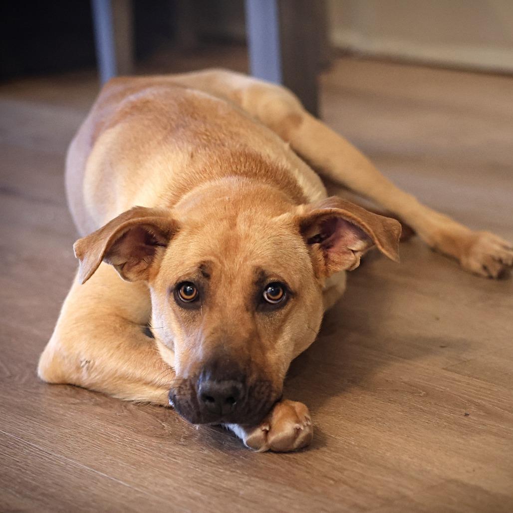 Dory, a Adoptable mixed breed in Calgary, AB image 6/6