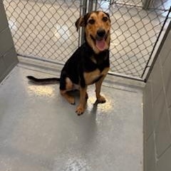 Enlarge FISHER, a Adoptable mixed breed in Columbus, MS image 2/6