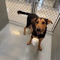 Enlarge FISHER, a Adoptable mixed breed in Columbus, MS image 5/6