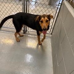 Enlarge FISHER, a Adoptable mixed breed in Columbus, MS image 6/6