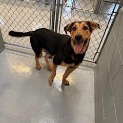 Enlarge FISHER, a Adoptable mixed breed in Columbus, MS image 3/6