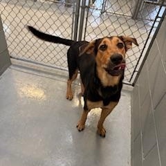 Enlarge FISHER, a Adoptable mixed breed in Columbus, MS image 4/6