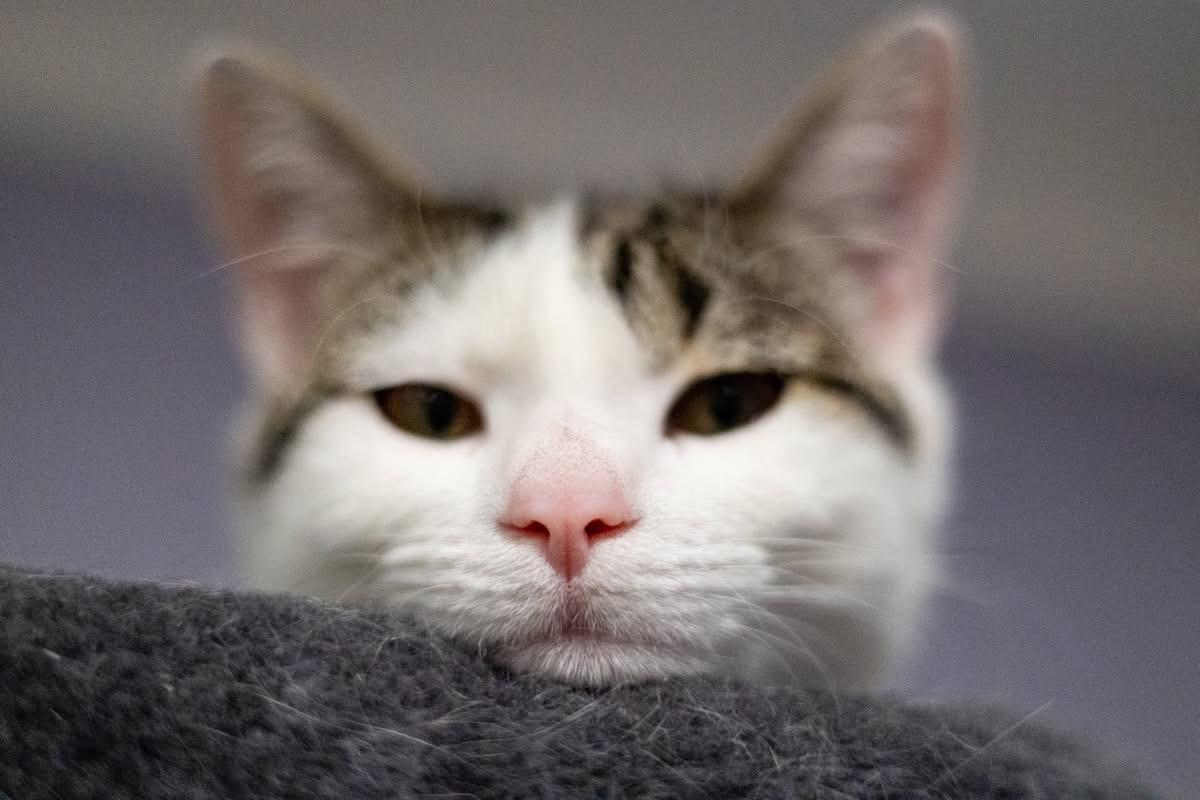 Enlarge NINA, a ADOPTABLE Domestic Short Hair in Schnecksville, PA image 3/3