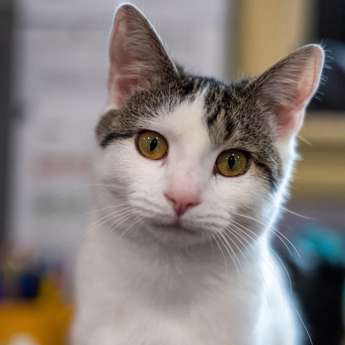 Enlarge NINA, a ADOPTABLE Domestic Short Hair in Schnecksville, PA image 2/3