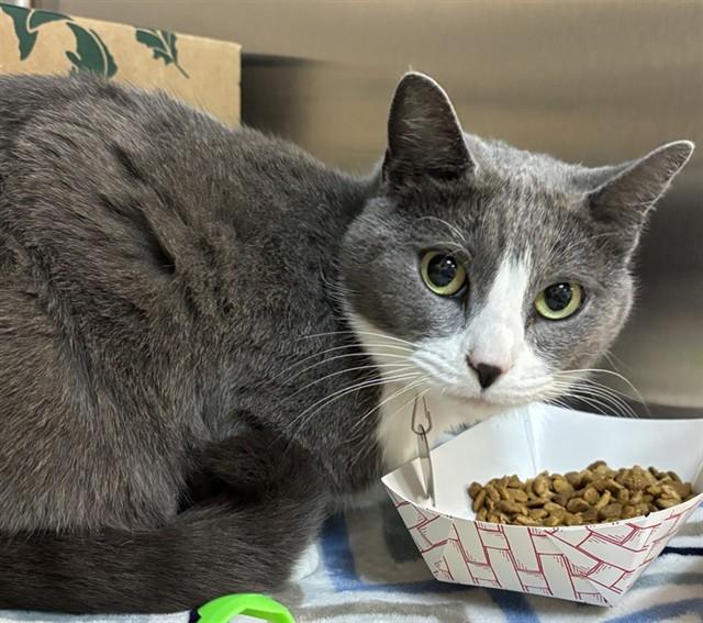 LEXUS, Adoptable, Adult Female Domestic Short Hair.