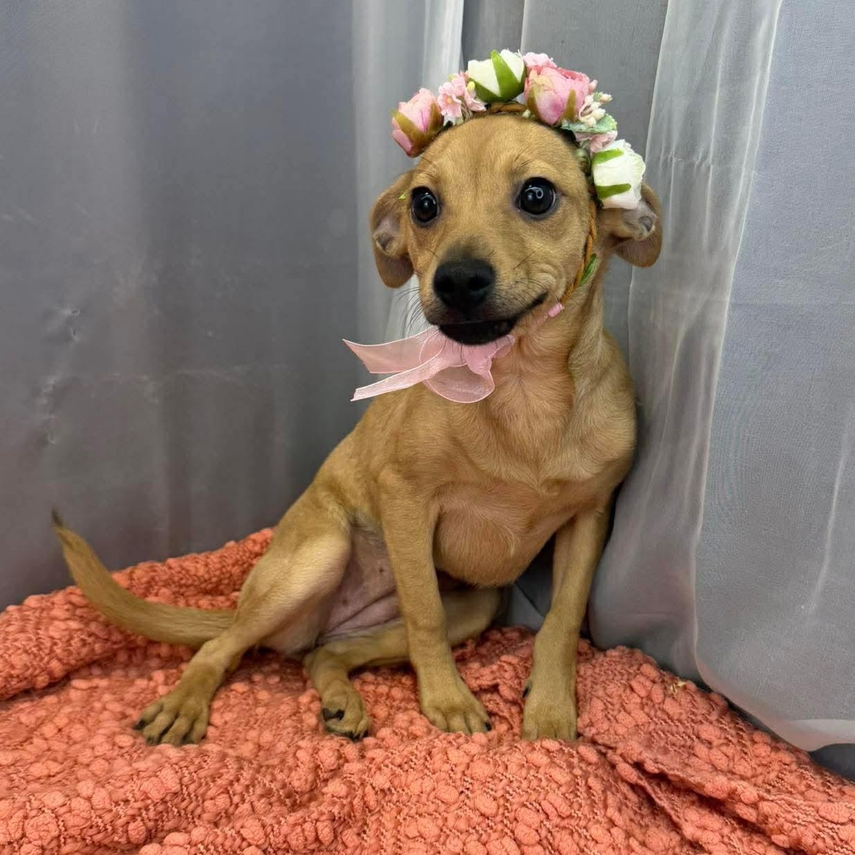 Kolache, a Adoptable mixed breed in Southfield , MI image 1/5