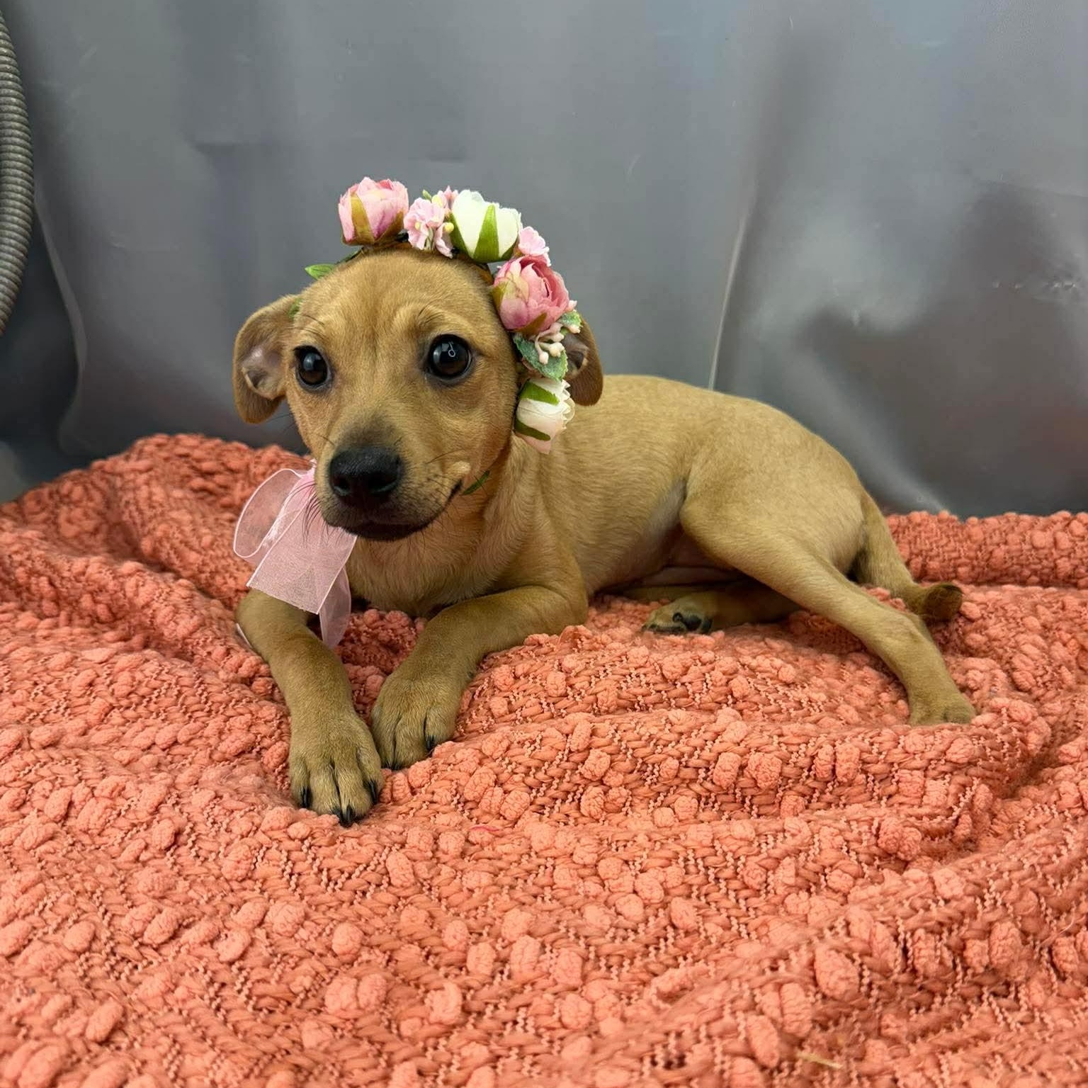 Kolache, a Adoptable mixed breed in Southfield , MI image 5/5