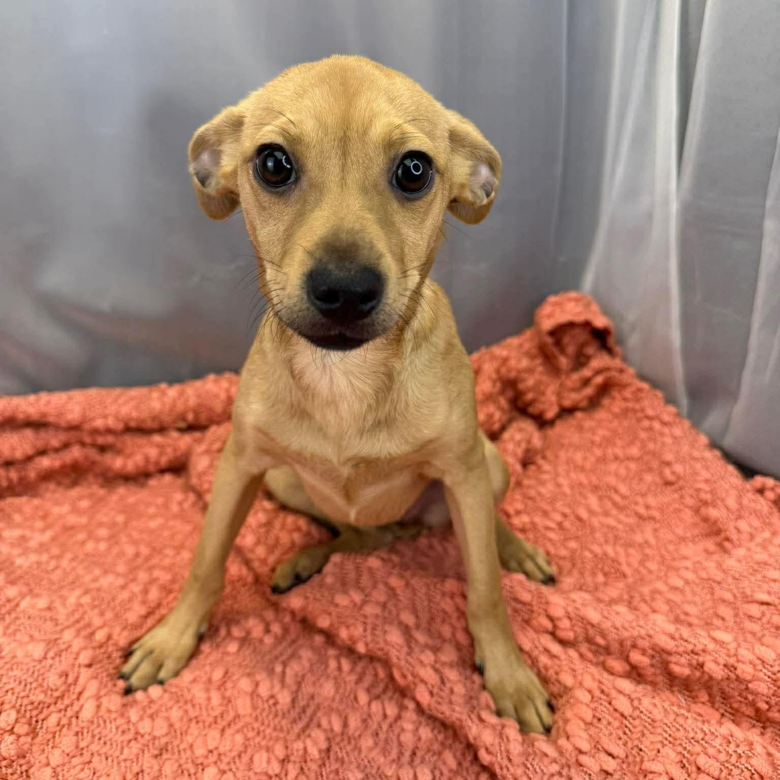 Kolache, a Adoptable mixed breed in Southfield , MI image 2/5