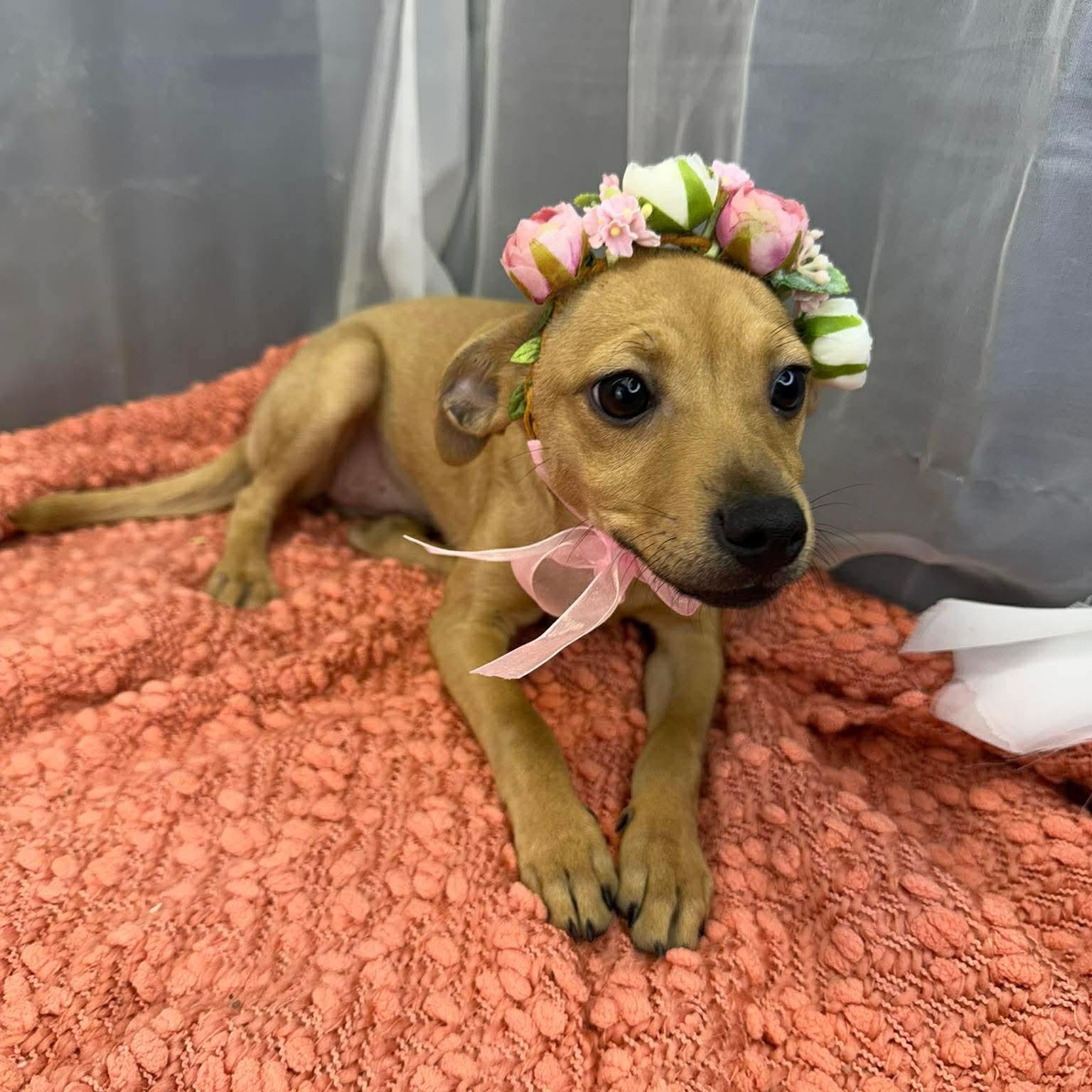 Kolache, a Adoptable mixed breed in Southfield , MI image 3/5