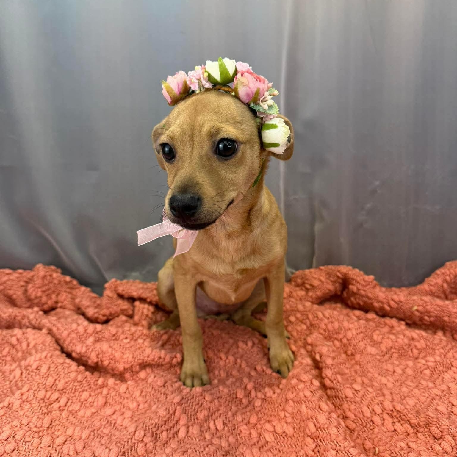 Kolache, a Adoptable mixed breed in Southfield , MI image 4/5