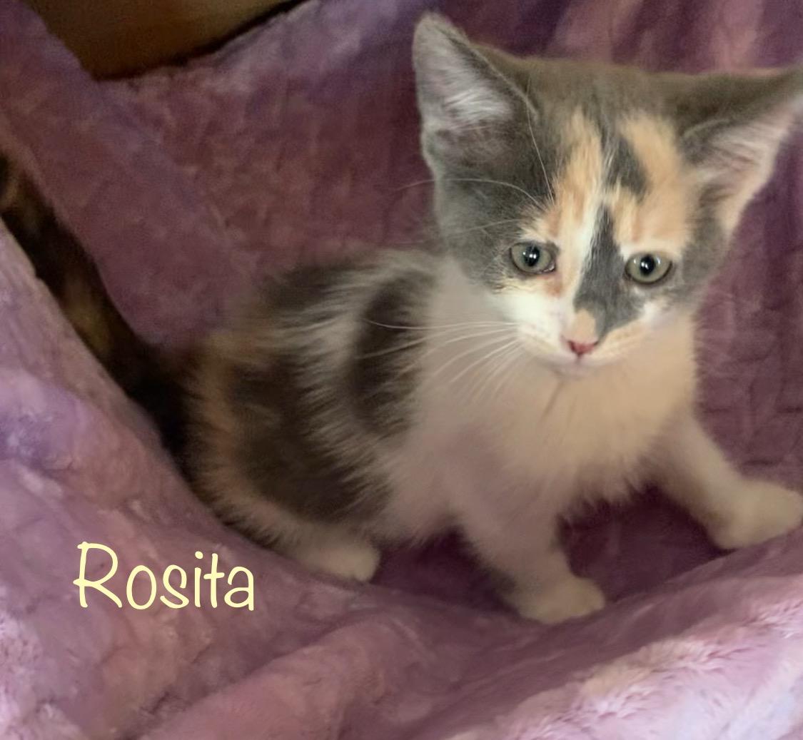 Rosita, ADOPTABLE, Kitten Female Dilute Calico.