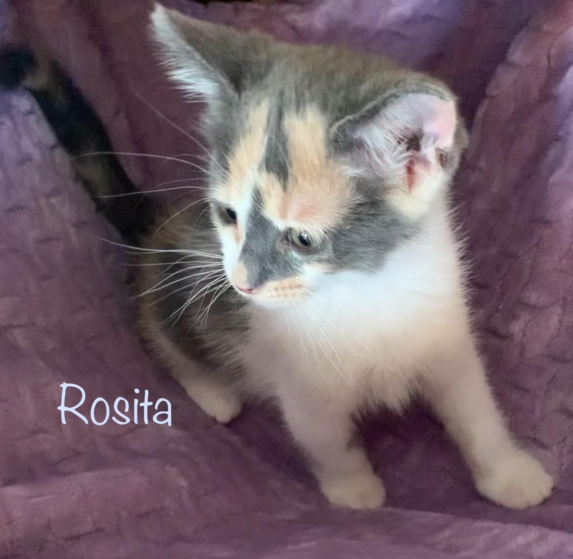Rosita, a ADOPTABLE Dilute Calico in Dixon, CA image 2/3