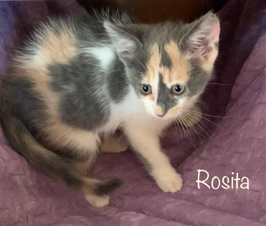 Rosita, a ADOPTABLE Dilute Calico in Dixon, CA image 3/3