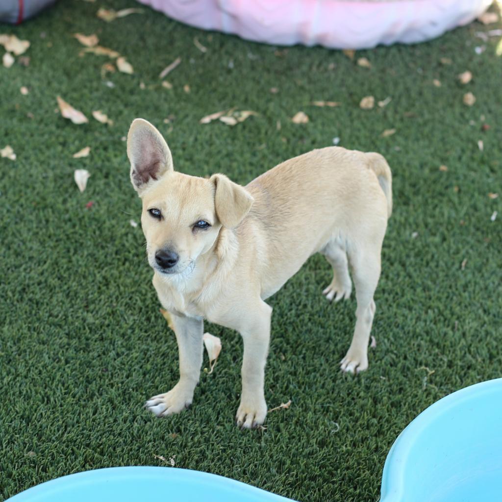 Ricky, Adoptable, Adult Male Chihuahua & Mixed Breed.