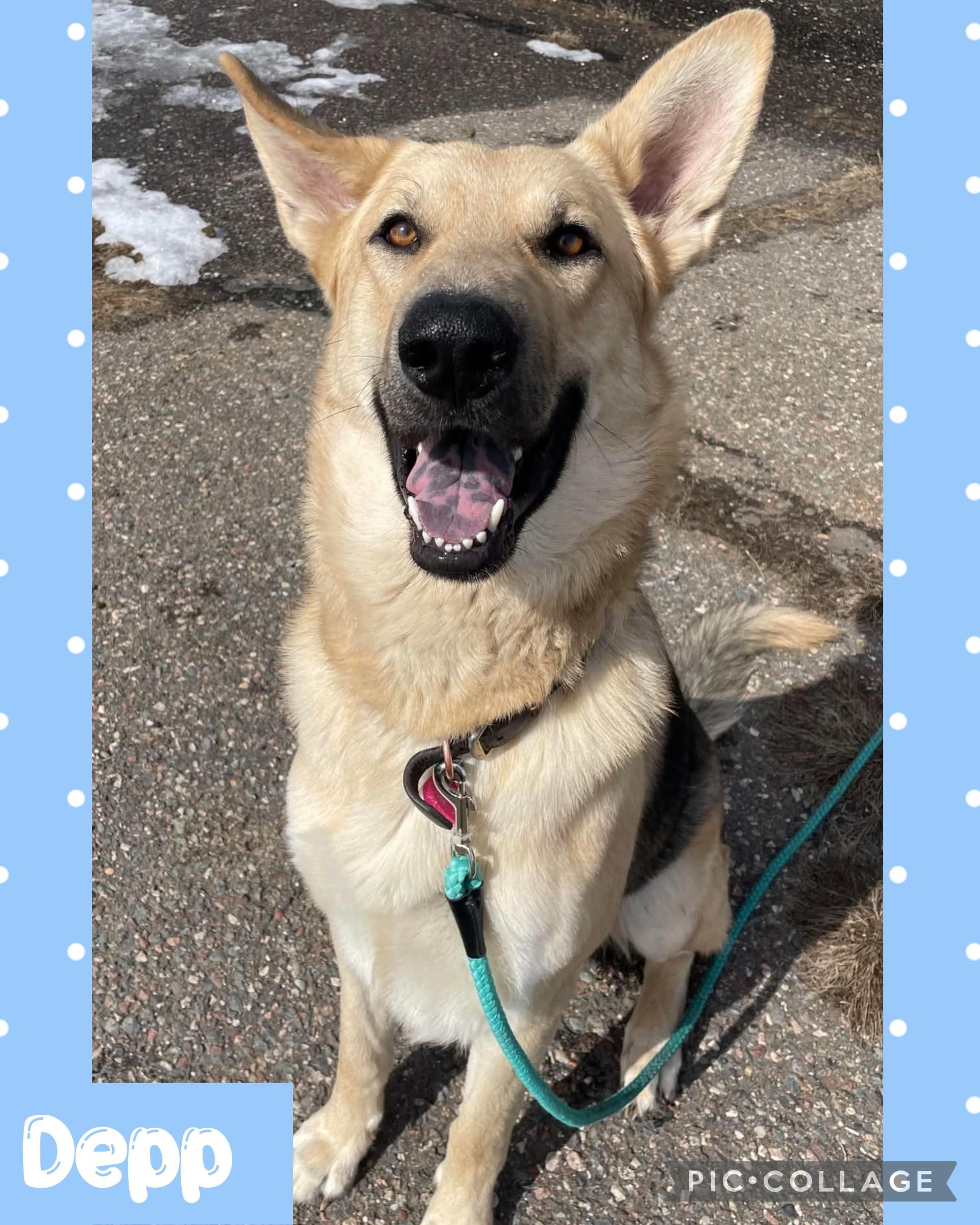Depp, an adoptable German Shepherd Dog in Iron River, MI, 49935 | Photo Image 1