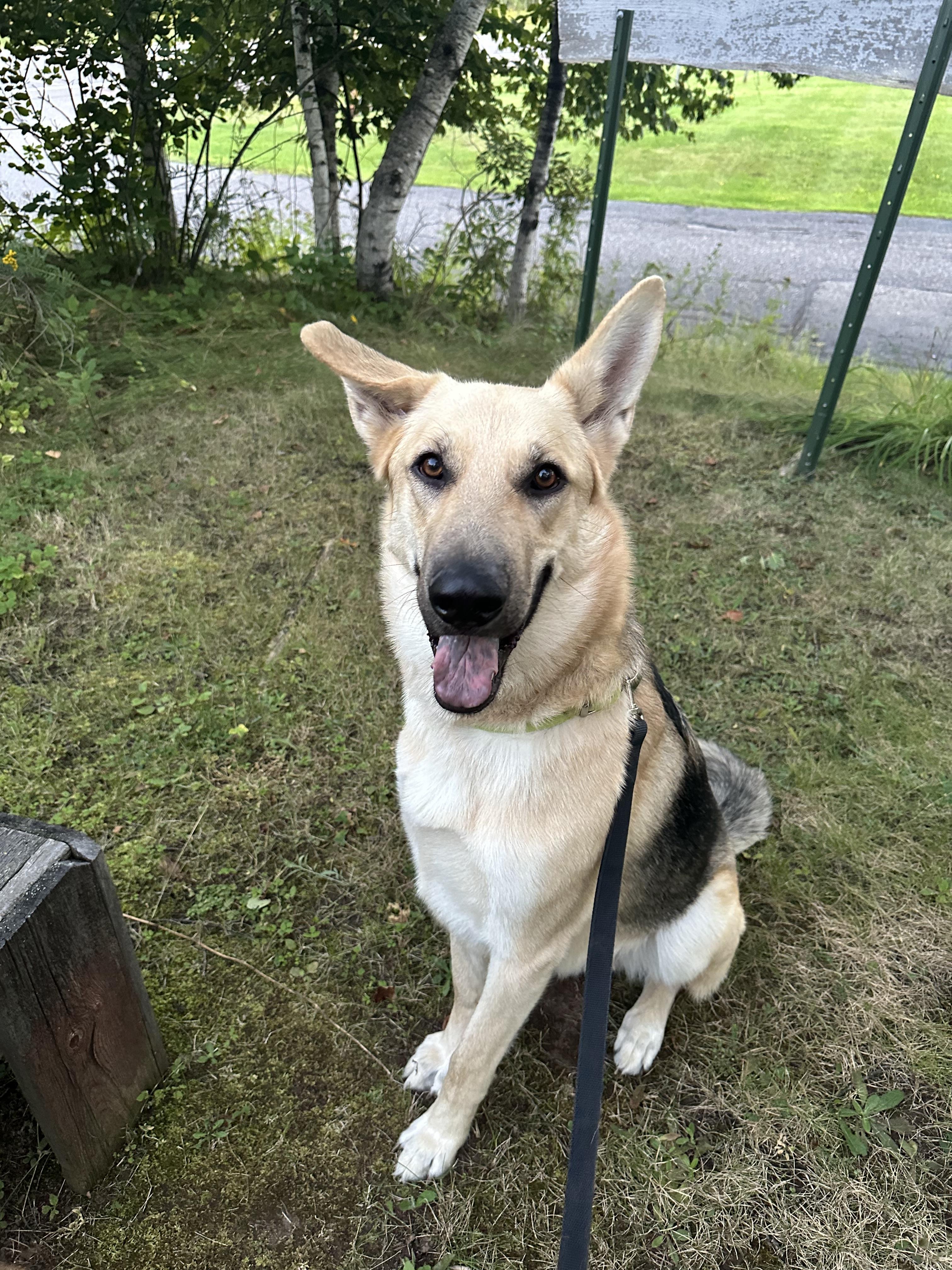 Depp, an adoptable German Shepherd Dog in Iron River, MI, 49935 | Photo Image 2