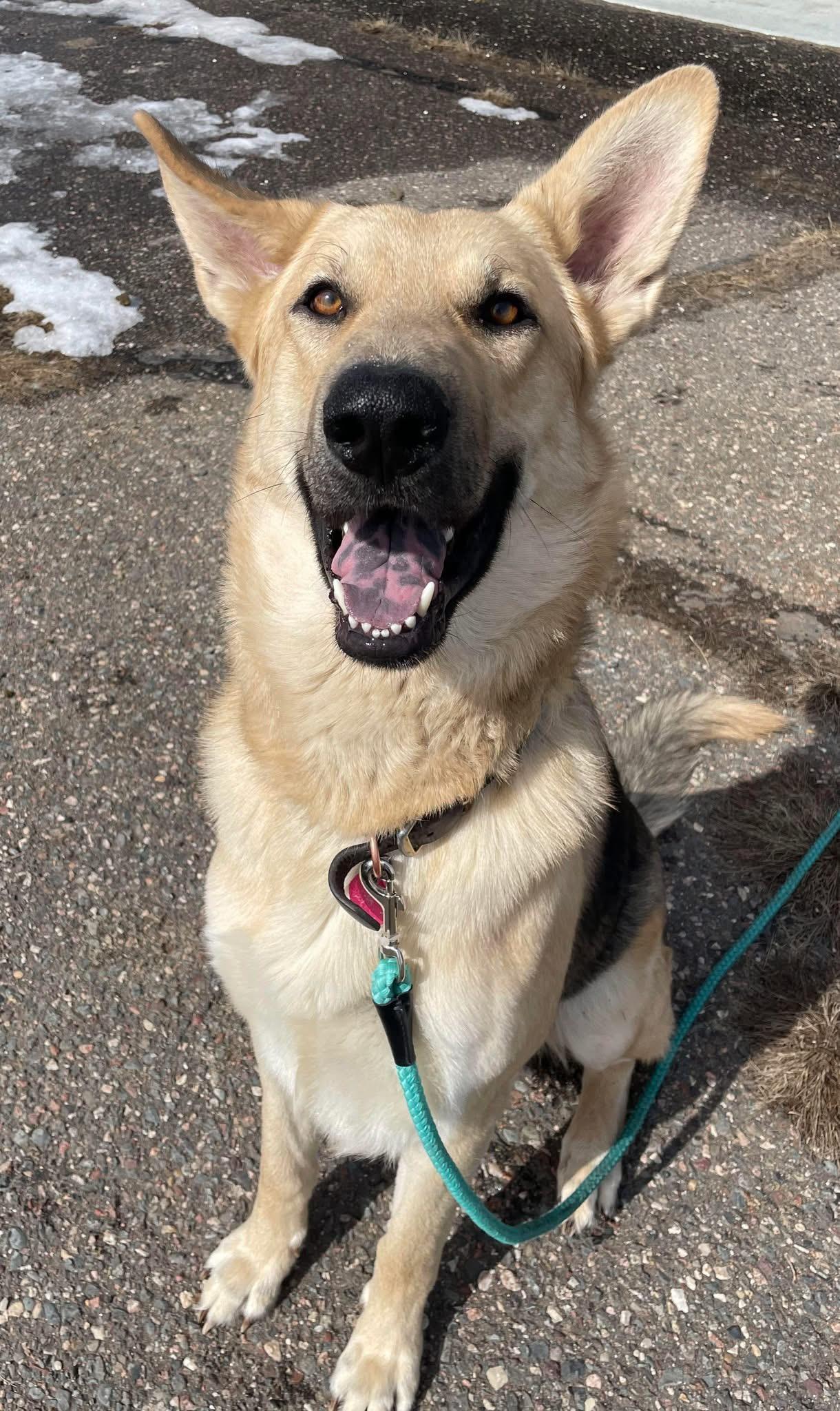 Depp, an adoptable German Shepherd Dog in Iron River, MI, 49935 | Photo Image 1